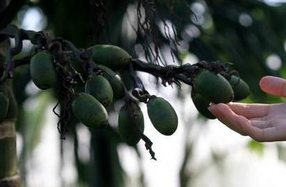 槟榔吃多了嘴会苦吗,槟榔吃多了心如火烧怎么办