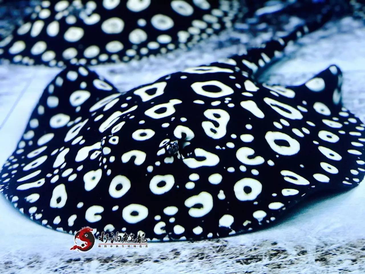 皇冠魟鱼一定蕾丝边吗,皇冠魟鱼繁殖难吗