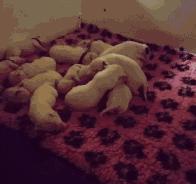 斑点狗长大了还会长出新的斑点吗,斑点狗刚出生的时候是长什么样的