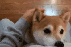 自从养了狗就没有了朋友,自从养了狗就没有朋友