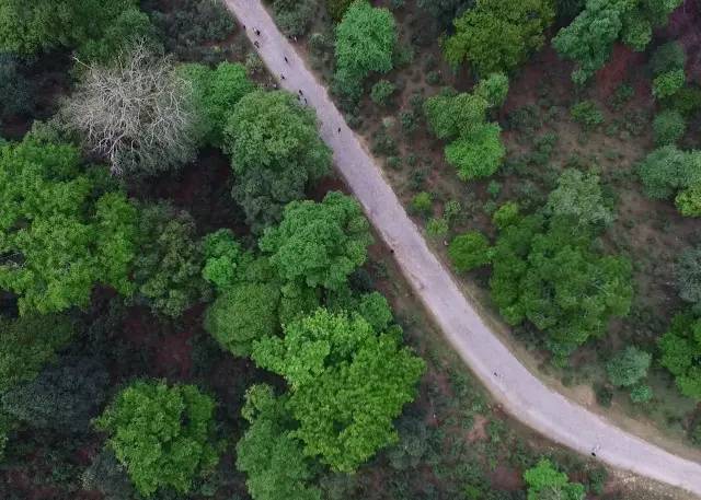 景迈山04｜远上茶山石径斜