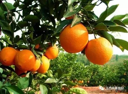 江西特色小镇,江西2021-2023特色小镇建设项目