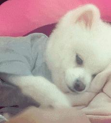 自从养了狗就没有了朋友,自从养了狗就没有朋友