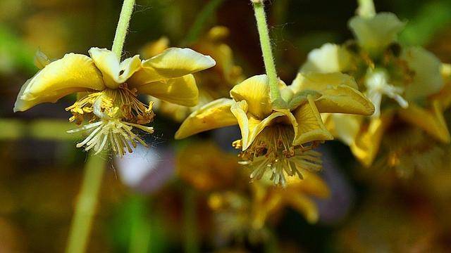 美丽乡村永丰镇三元村,2024年源泉镇西高村