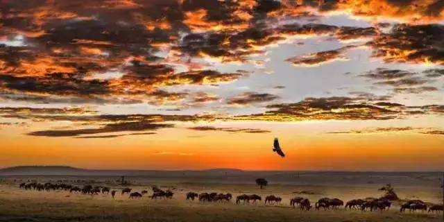 战狼边境线搏斗,战狼丛林越野骑行