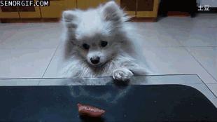 我家博美犬长得怎么样,博美犬8岁是老狗吗