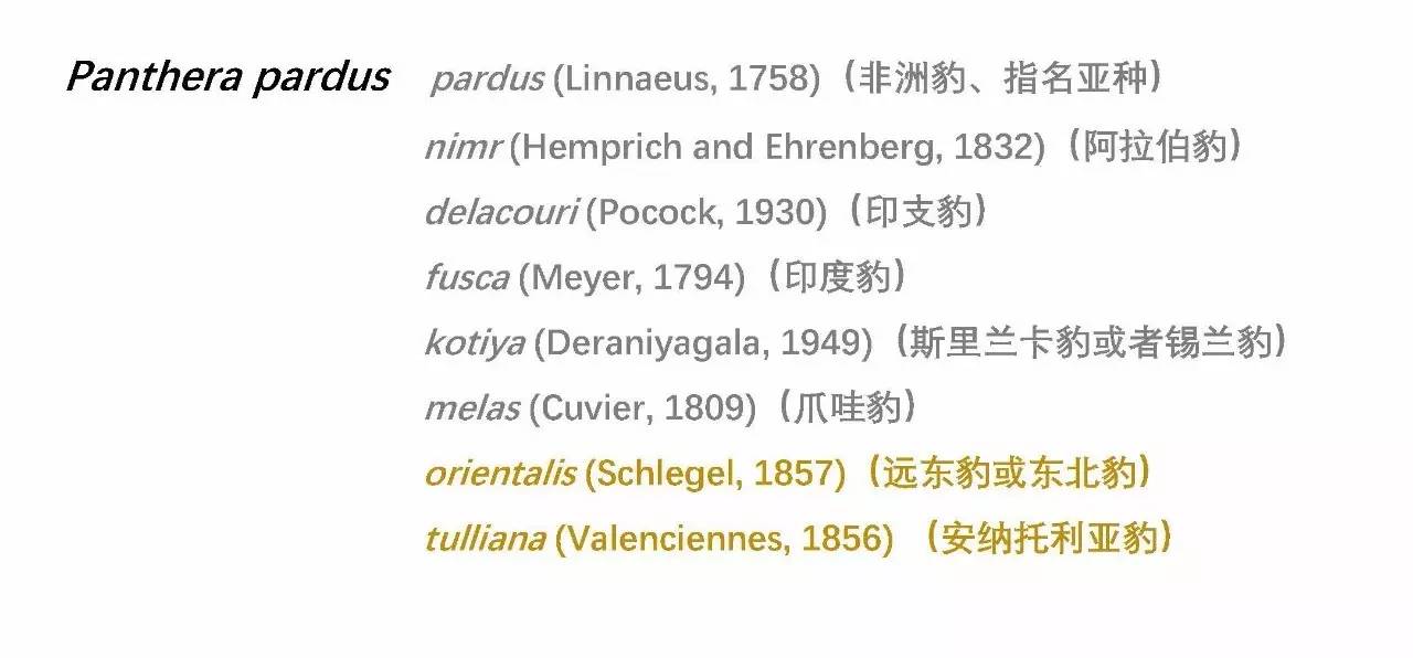 华北豹亚种,华北豹亚种什么意思