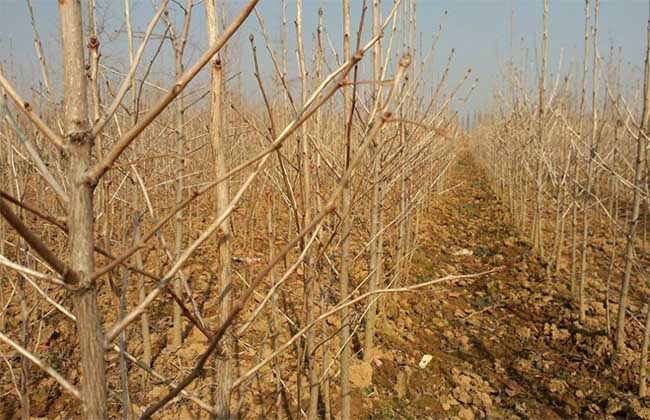 银杏树苗20公分多少钱一棵,银杏树苗的价格多少