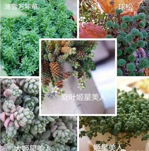 姬星美人和旋叶姬星美人的区别,姬星美人怎么养才能更旺盛