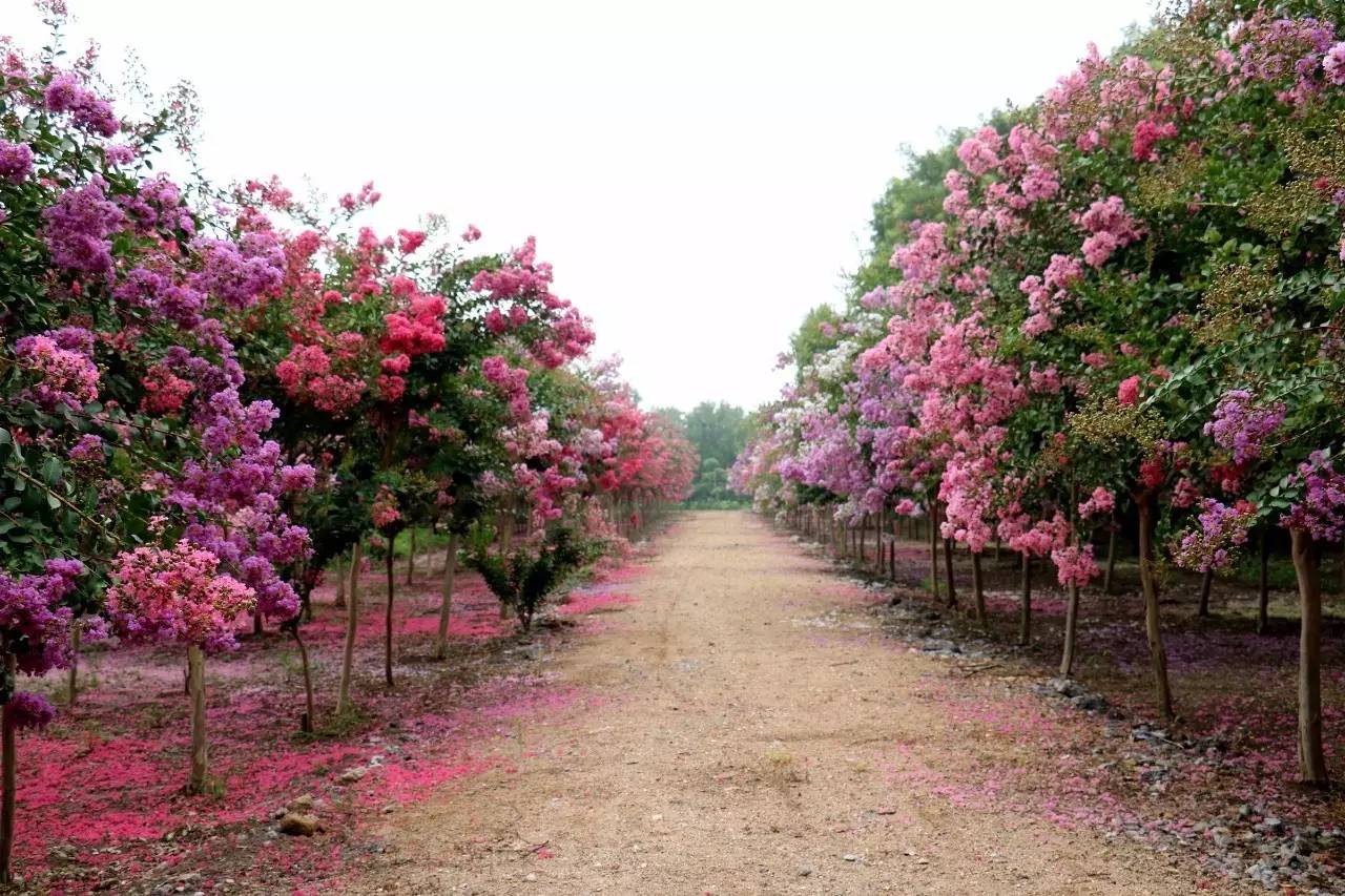 紫薇开花发朋友圈,紫薇树图片朋友圈