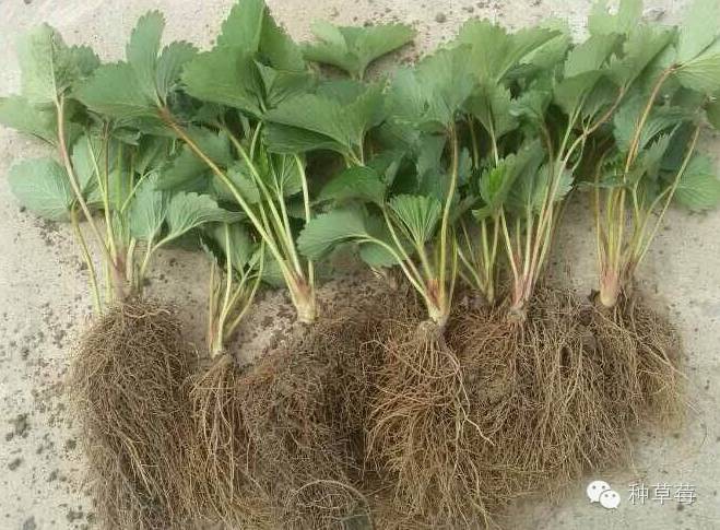 草莓炭疽病在叶片上的症状,草莓炭疽病的防治方法