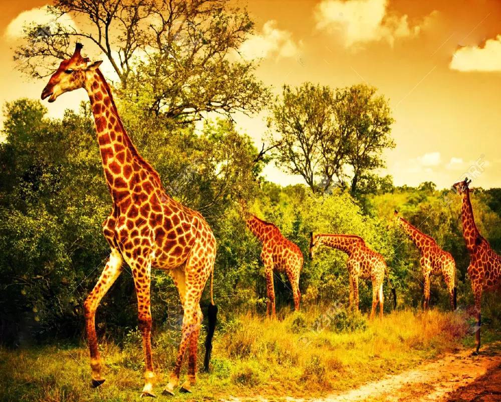 战狼边境线搏斗,战狼丛林越野骑行