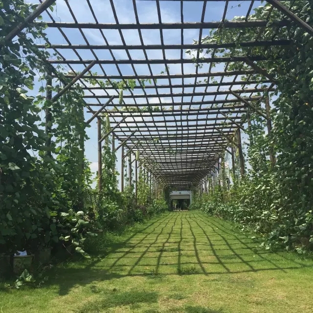 长沙葡萄采摘,长沙天露葡萄采摘时间