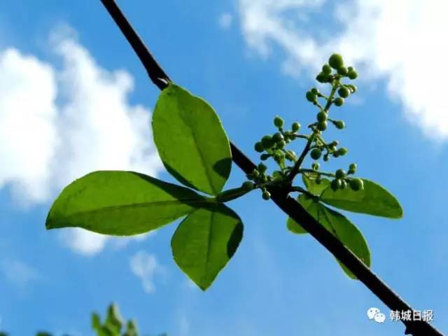 韩城哪个地方的花椒最好 (韩城花椒推荐)