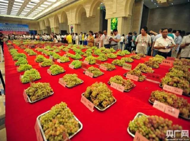 「聚焦基层看检察」吐鲁番站第三棒：文化之都、甜蜜葡城、旅游圣地！一座最干、最热、最甜、最低的城市，高昌区人民检察院来啦！