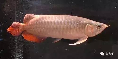 看看邻国玩家是怎么养龙的