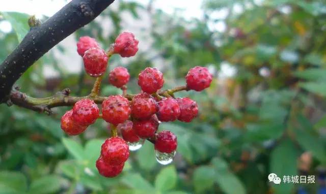 韩城哪个地方的花椒最好 (韩城花椒推荐)