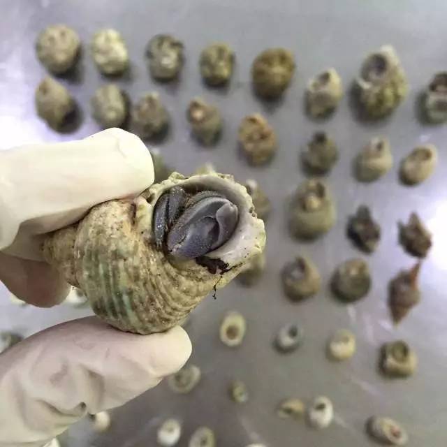 截获万花筒｜日本玳瑁、韩国金蛋、老挝蜂猴、台湾牛樟芝、非洲环尾蜥……