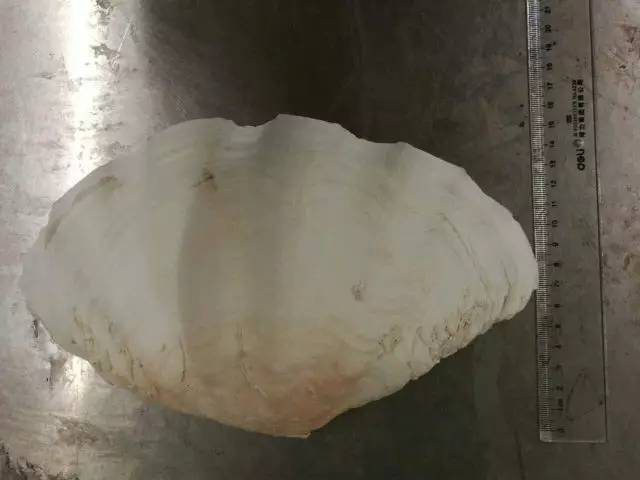 截获万花筒｜日本玳瑁、韩国金蛋、老挝蜂猴、台湾牛樟芝、非洲环尾蜥……