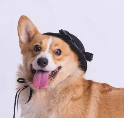 「福利」这周末有一场和宠物的约会等你来，小布送票送助攻→