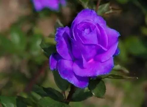 玫瑰花特征和知识,植物百科依兰花