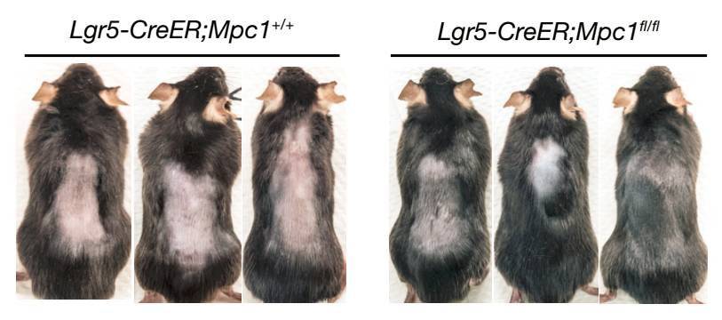 自然疗法治脱发,自然子刊证实