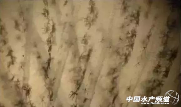 鳃霉病如何治疗,鳃霉病治疗方法水产养殖