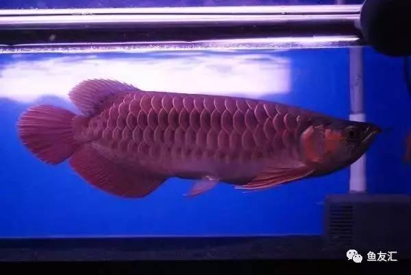 龙鱼价格为什么那么贵,日本金龙鱼多少钱