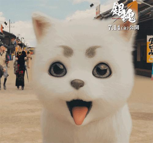 银魂真人版观影顺序,银魂真人版受伤