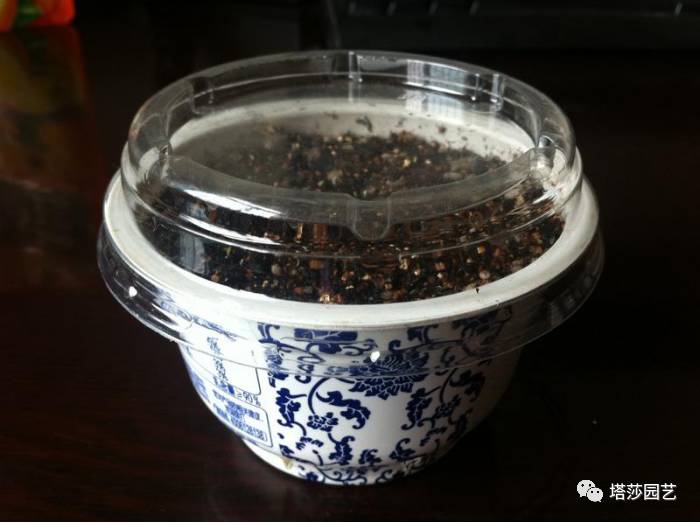 生石花最好养的品种,生石花品种大全图谱和价格