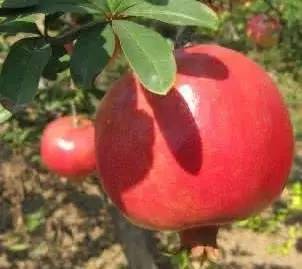 石榴甘甜多汁的原因有哪些,石榴颗粒饱满鲜美多汁