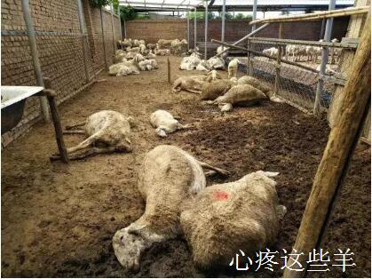 国足输球耍酒疯,国足输球之后打架