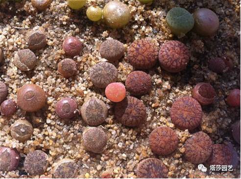 生石花最好养的品种,生石花品种大全图谱和价格