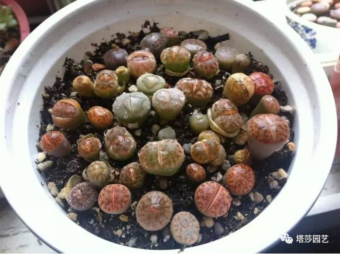 生石花最好养的品种,生石花品种大全图谱和价格