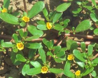 中药知识必学杜仲,中药知识必学苍耳子