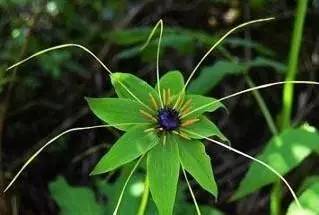 七叶一枝花抗癌奇迹,七叶一枝花的生长寿命