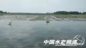 小龙虾河里养殖要什么水草,养小龙虾池塘种什么水草好