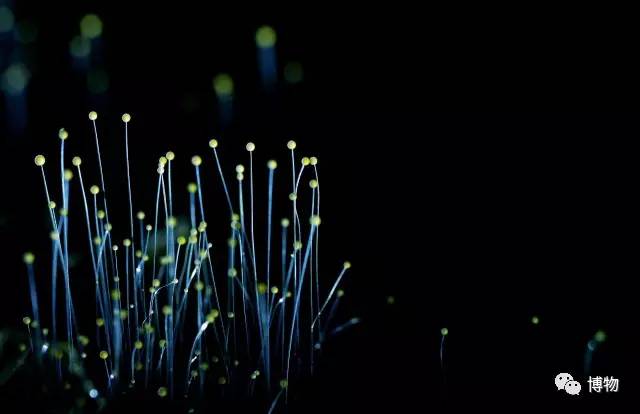 为啥马里奥要吃蘑菇才能长大？