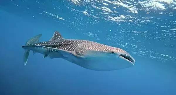 船宿潜水选哪里,从小白到潜水教练需要花多少钱