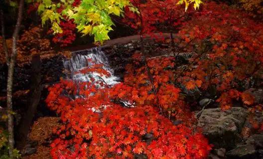 沈阳最美赏枫地最新开放,沈阳附近赏枫