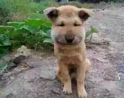 居民屋檐下惊现巨型马蜂窝,居民楼惊现马蜂窝消防队员一窝端