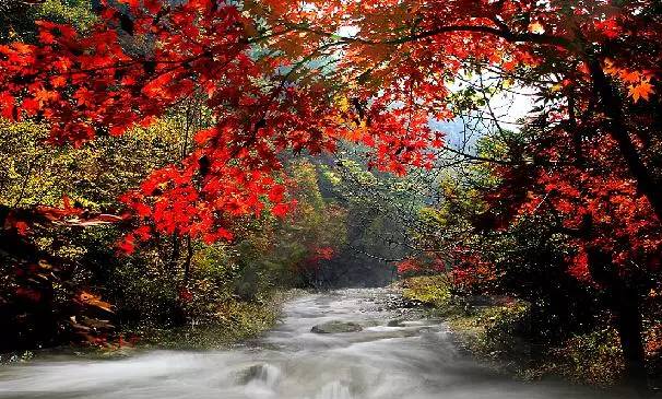 沈阳最美赏枫地最新开放,沈阳附近赏枫