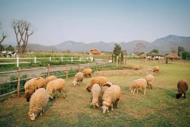 我们相爱吧无尾熊全集,我们相爱吧无尾熊