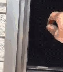 狗狗当销售部老总,狗狗当老板