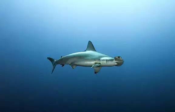 船宿潜水要什么水平,船宿潜水推荐