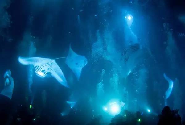 船宿潜水要什么水平,船宿潜水推荐