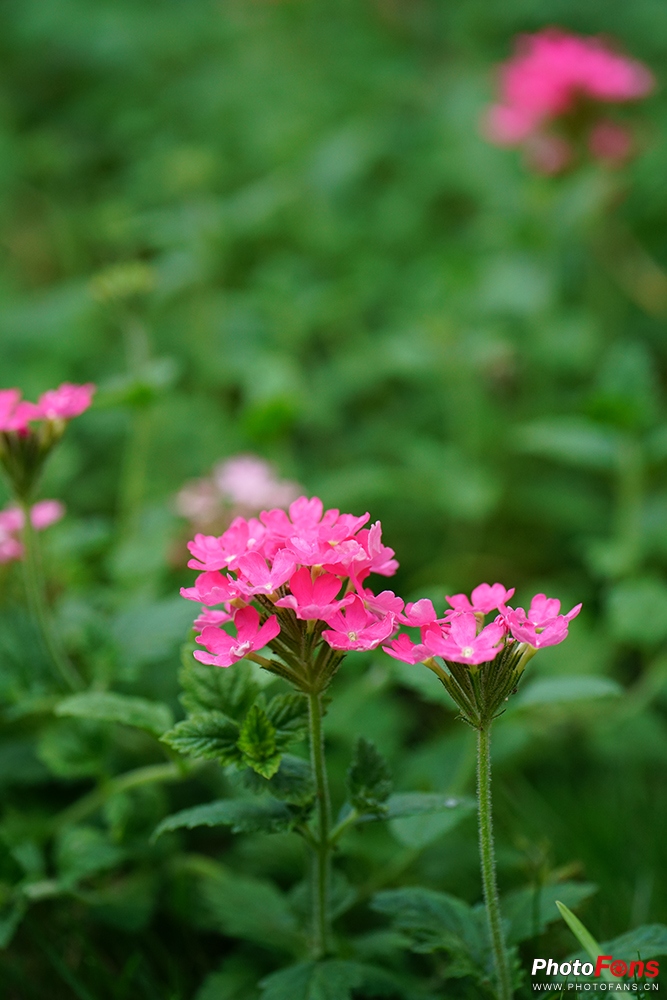 春风化雨ZeissBatis135mmF2.8镜头测评