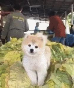 狗狗当销售部老总,狗当老板的店视频