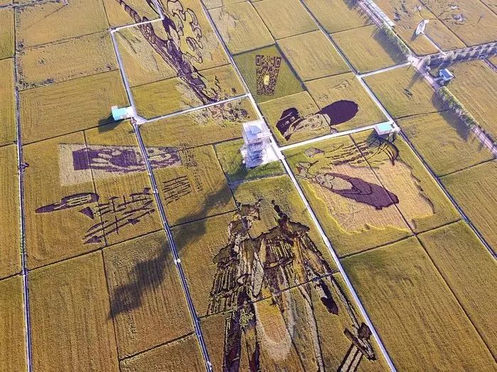 沈阳有稻梦空间吗,沈阳稻梦空间的水稻