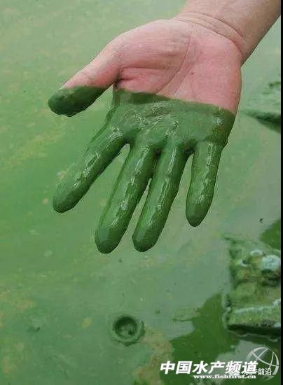 解决蓝藻最好的办法,攻克净水技术难题